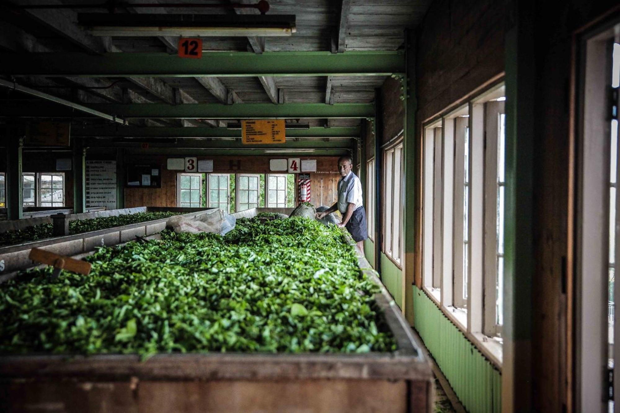 Madulkelle Tea And Eco Lodge Kandy Ngoại thất bức ảnh