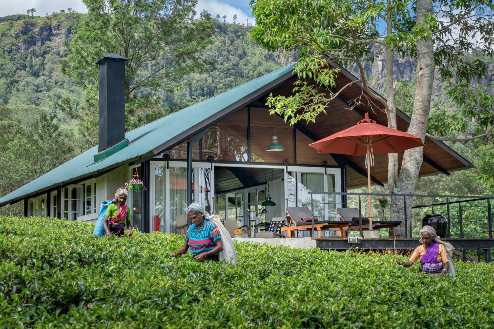 Madulkelle Tea And Eco Lodge Kandy Ngoại thất bức ảnh